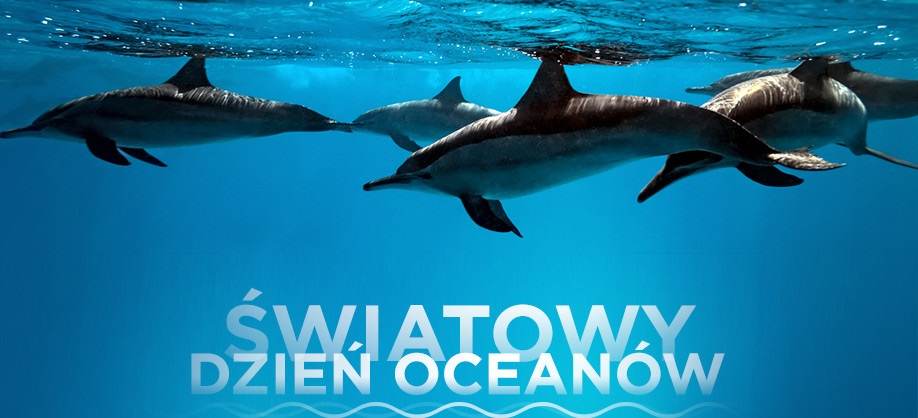 Delfiny w morzu Światowy Dzień Oceanów